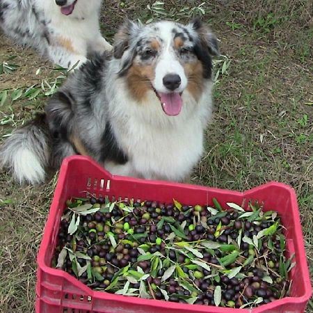 Agriturismo Frallarenza Ficulle 外观 照片