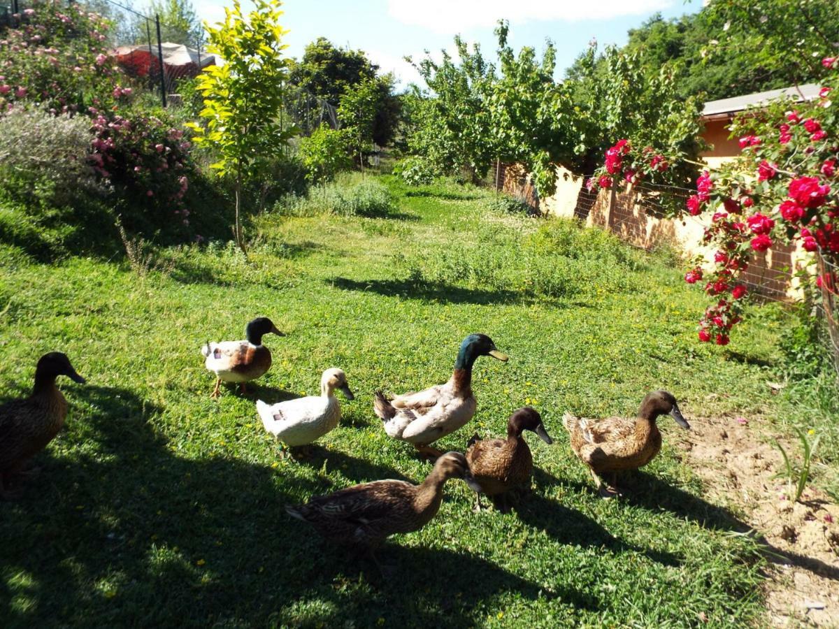 Agriturismo Frallarenza Ficulle 外观 照片