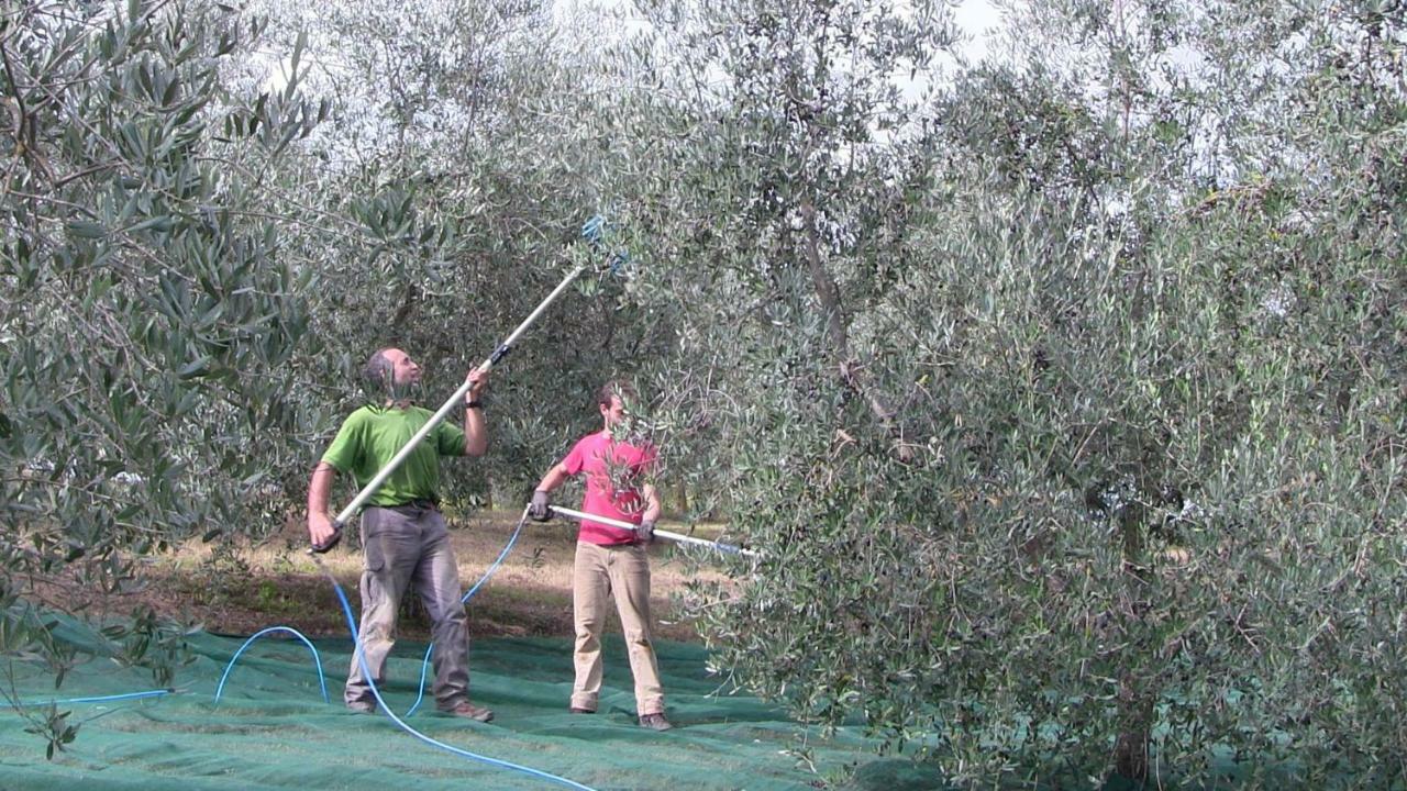 Agriturismo Frallarenza Ficulle 外观 照片