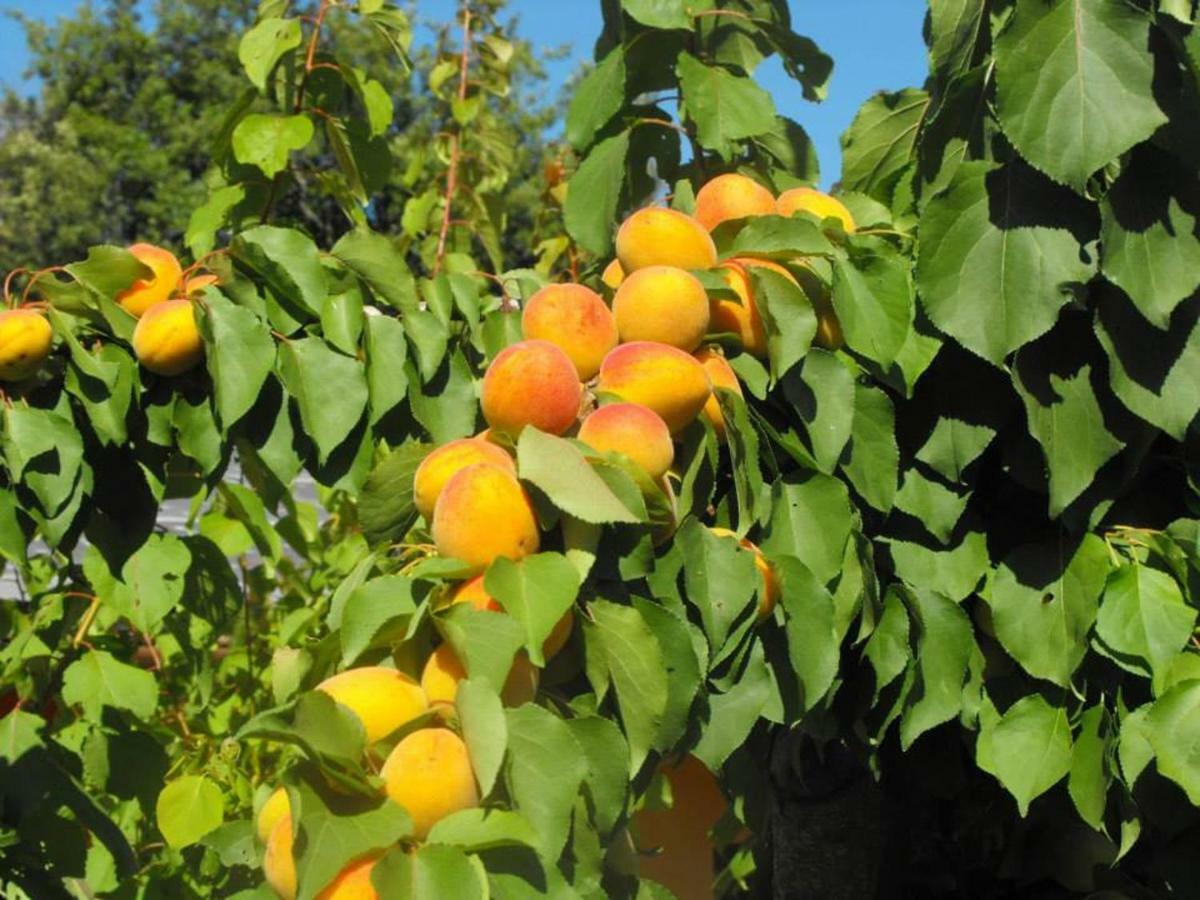 Agriturismo Frallarenza Ficulle 外观 照片